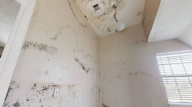 Trusted Crouch Mesa, NM Mold Removal Experts