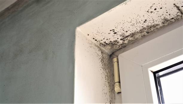 Best Post-Construction Mold Inspection  in Crouch Mesa, NM