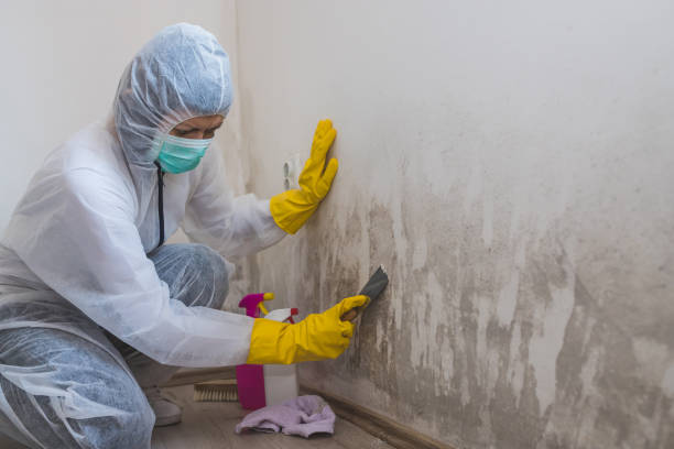 Biohazard Mold Removal in Crouch Mesa, NM