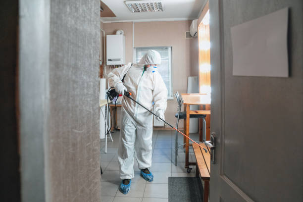 Best Basement Mold Removal  in Crouch Mesa, NM