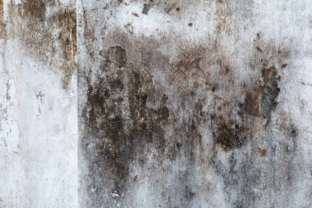 Best Mold-Related Health Consultation  in Crouch Mesa, NM