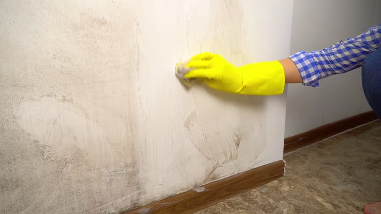 Environmental Consulting for Mold Prevention in Crouch Mesa, NM