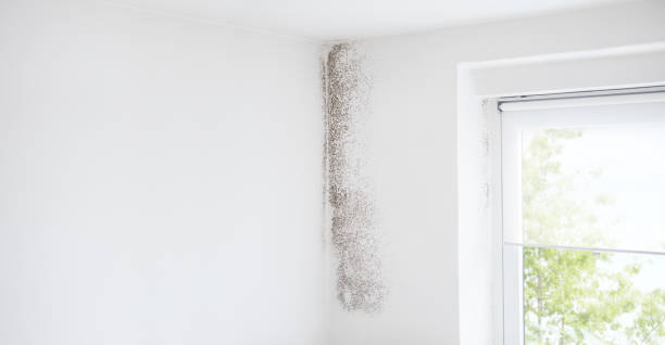  Crouch Mesa, NM Mold Removal Pros