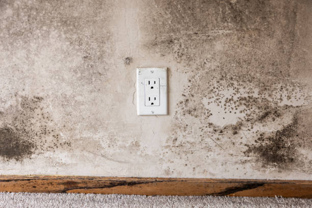 Best Air Quality Testing for Mold Spores  in Crouch Mesa, NM