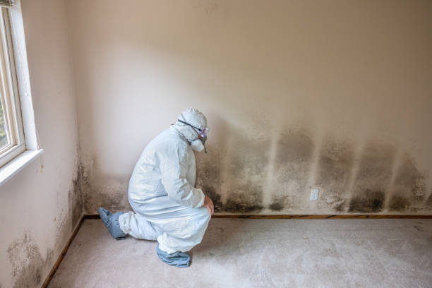 Best Environmental Consulting for Mold Prevention  in Crouch Mesa, NM