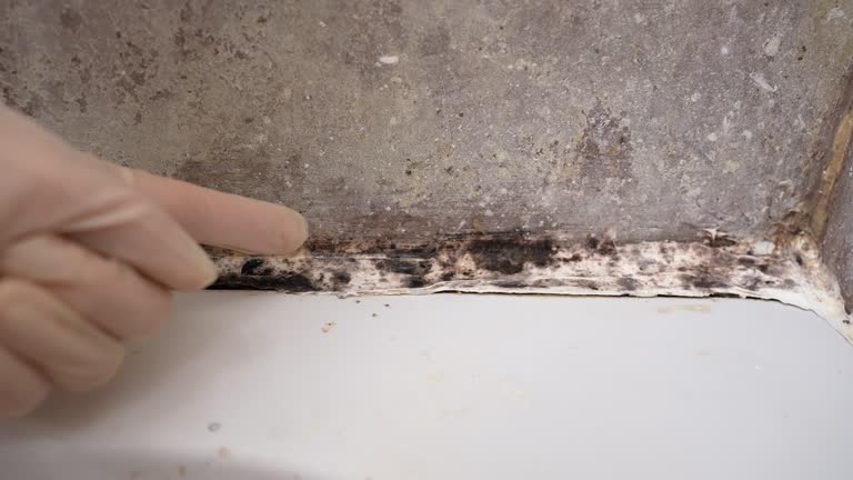 Best Mold Prevention Services  in Crouch Mesa, NM