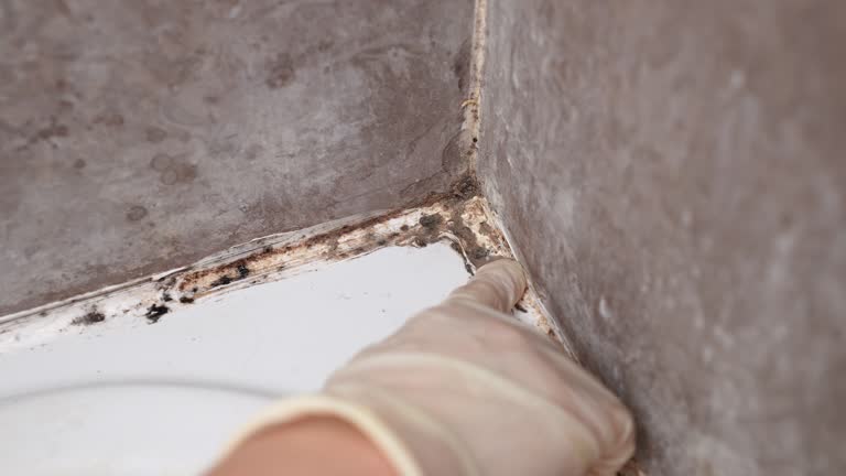 Best Black Mold Removal  in Crouch Mesa, NM
