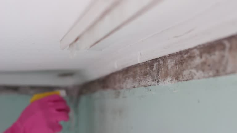 Best Basement Mold Removal  in Crouch Mesa, NM